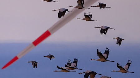 Schwer kranke Kraniche dürfen in einigen Regionen in Niedersachsen jetzt von Jägern erschossen werden. (Archivbild) / Foto: Patrick Pleul/dpa