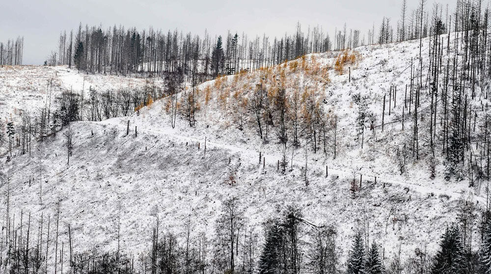 Im Oberharz fällt in den kommenden Tagen Schnee. (Archivbild) / Foto: Swen Pförtner/dpa