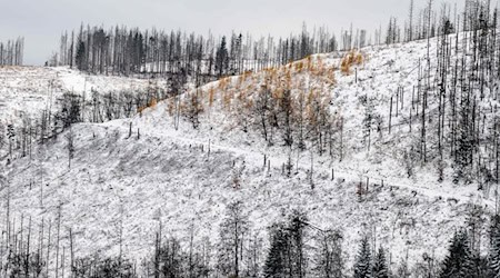 Im Oberharz fällt in den kommenden Tagen Schnee. (Archivbild) / Foto: Swen Pförtner/dpa