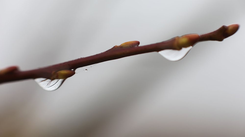 Im Oberharz kann das Thermometer nachts auch unter den Gefrierpunkt fallen. (Symbolbild)  / Foto: Matthias Bein/dpa