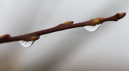 Im Oberharz kann das Thermometer nachts auch unter den Gefrierpunkt fallen. (Symbolbild)  / Foto: Matthias Bein/dpa