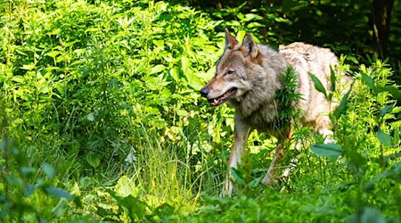 Die Wolfpopulation stagniert in Deutschland auf recht hohem Niveau.  / Foto: Philipp Schulze/dpa