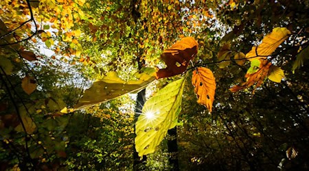 Die Woche startet zwar mit Regen - doch Niedersachsen und Bremen dürfen auch mit Sonnenschein rechnen. (Archivbild) / Foto: Julian Stratenschulte/dpa