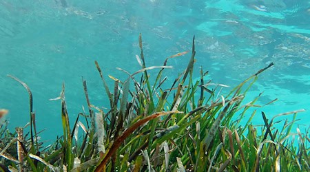Ein Projekt für den Schutz von Seegras wird mit dem Jugend-Naturschutzpreis 2025 ausgezeichnet. (Symbolbild) / Foto: Clara Margais/dpa