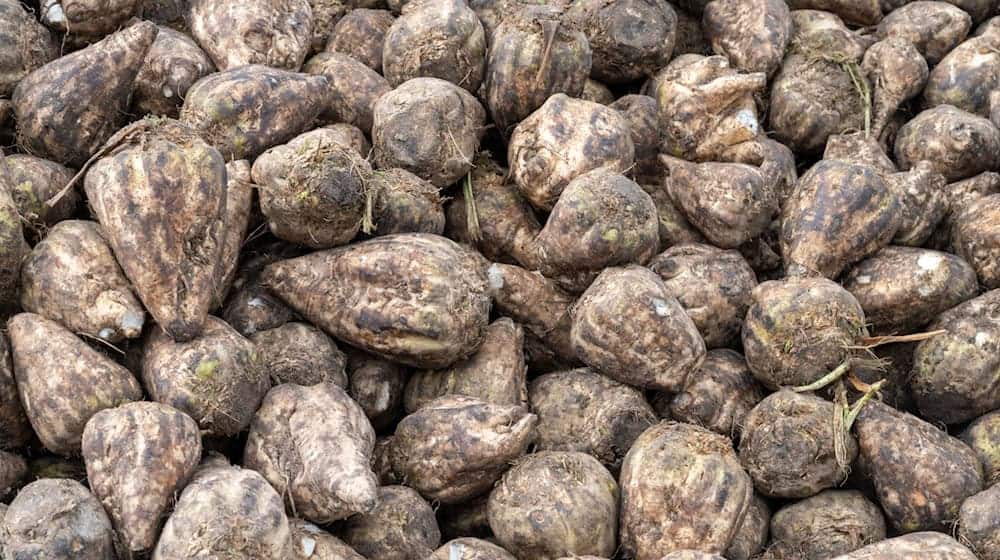 In Niedersachsen läuft die Zuckerrübenernte. (Archivbild) / Foto: Stefan Sauer/dpa