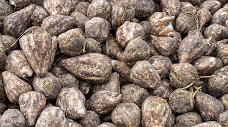 In Niedersachsen läuft die Zuckerrübenernte. (Archivbild) / Foto: Stefan Sauer/dpa