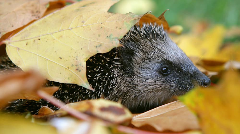 Zwei Männer sollen offenbar gezielt Jagd auf Igel gemacht haben. (Symbolbild) / Foto: Patrick Pleul/dpa/dpa-tmn