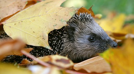 Zwei Männer sollen offenbar gezielt Jagd auf Igel gemacht haben. (Symbolbild) / Foto: Patrick Pleul/dpa/dpa-tmn