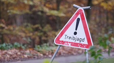 Bei einer Treibjagd sind zwei Spaziergänger durch Schrotkugeln leicht verletzt worden. (Symbolbild) / Foto: Sebastian Willnow/dpa