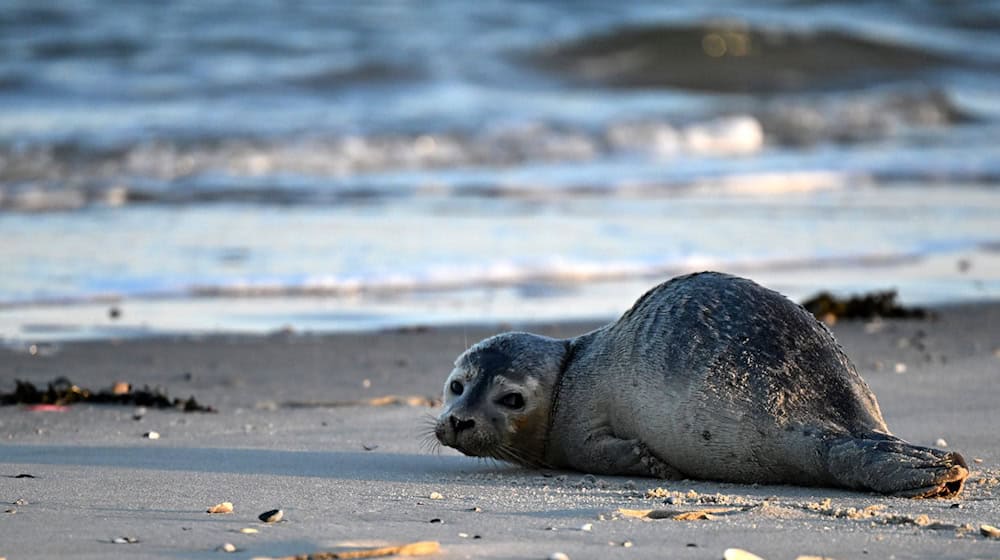 Seehunde zählen zu den größten Meeresraubtieren im Wattenmeer. (Archivbild) / Foto: Federico Gambarini/dpa