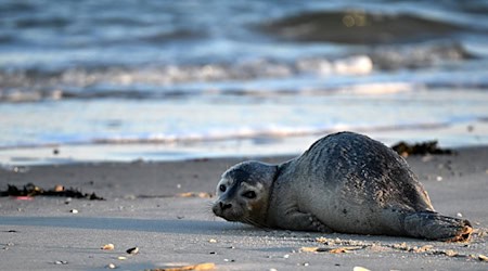 Seehunde zählen zu den größten Meeresraubtieren im Wattenmeer. (Archivbild) / Foto: Federico Gambarini/dpa