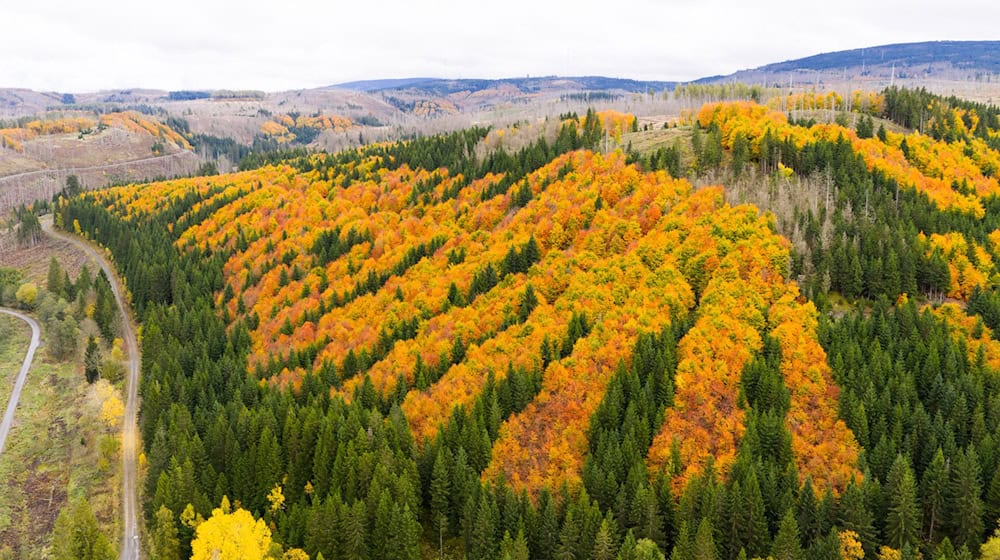 Im Harz sollen bald wertvolle Rohstoffe gesucht werden. (Archivbild) / Foto: Julian Stratenschulte/dpa