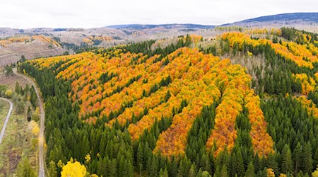 Im Harz sollen bald wertvolle Rohstoffe gesucht werden. (Archivbild) / Foto: Julian Stratenschulte/dpa