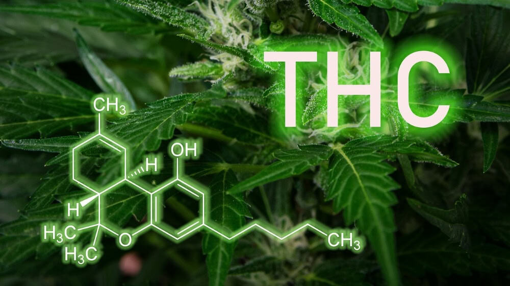 THC – der wichtigste Wirkstoff in Cannabis steht im Zentrum der neuen Gesetzgebung in Deutschland. / Foto: pixabay.com