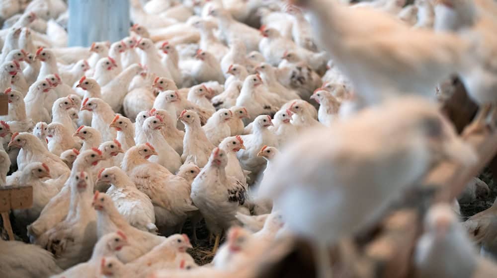 Die Massentierhaltung von Geflügel ist laut der Tierschutzbeauftragten ebenfalls ein Problem. (Symbolbild) / Foto: Jens Büttner/dpa-Zentralbild/dpa