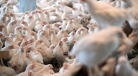 Die Massentierhaltung von Geflügel ist laut der Tierschutzbeauftragten ebenfalls ein Problem. (Symbolbild) / Foto: Jens Büttner/dpa-Zentralbild/dpa