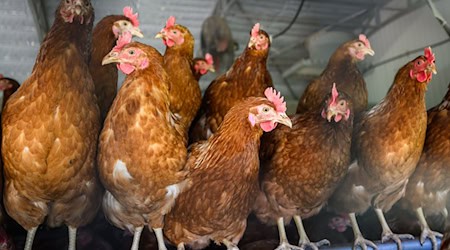 Auch wenn die Stallpflicht auch für Legehennen in Bio- und Freiandhaltungen gilt, rät die Verbraucherzentrale dazu, weiter Eier aus diesen Haltungen zu kaufen. (Archivfoto) / Foto: Julian Stratenschulte/dpa