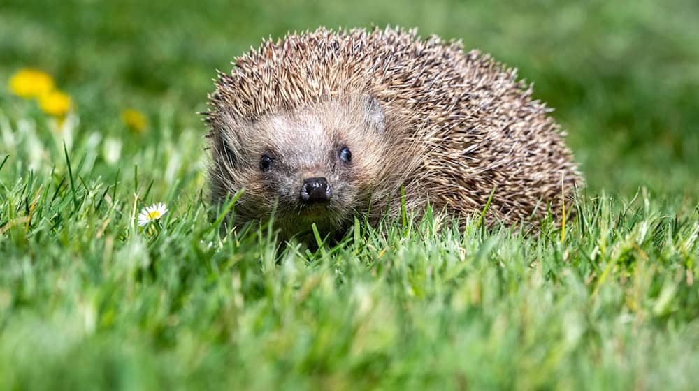 Für Igel können Mähroboter gefährlich werden. (Archivbild) / Foto: Armin Weigel/dpa