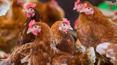 Die Vogelgrippe ist erneut ausgebrochen - diesmal in den Landkreisen Vechta und Cloppenburg. (Symbolbild) / Foto: Julian Stratenschulte/dpa