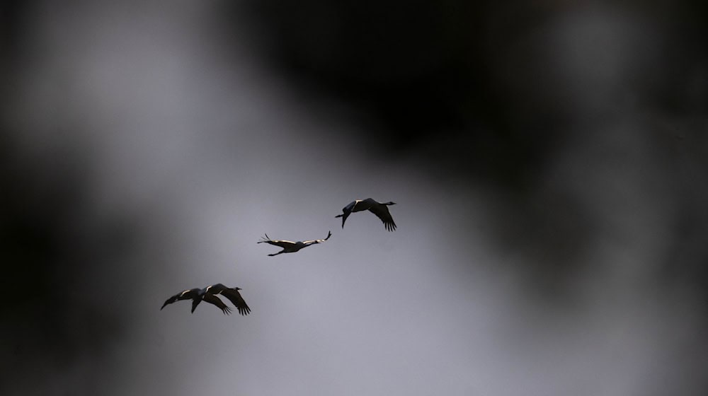 Mit dem Vogelzug breitet sich auch die Vogelgrippe verstärkt aus – in diesem Jahr sind besonders viele Kraniche betroffen. (Archivbild) / Foto: Sina Schuldt/dpa
