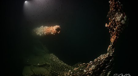 Die Tauchgänge fanden nach Angaben des Teams in großer Tiefe und unter herausfordernden Bedingungen statt. / Foto: Dr. Steffen G. Scholz/ProjectXplore /dpa