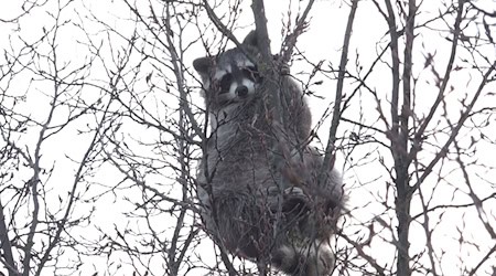 Der Waschbär im Baum löste einen Einsatz aus, die Retter ließen das Tier aber in Ruhe.  / Foto: Fernando Martinez/dpa
