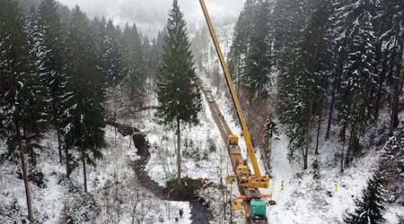 Mit einem Autokran wurde der Baum auf einen Tieflader gehoben. / Foto: -/dpa