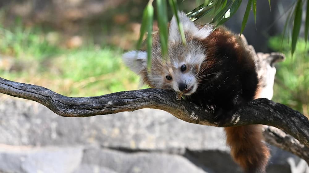 Der Zoo Hannover trauert um einen Kleinen Panda, das Jungtier starb am Wochenende. (Archivbild) / Foto: Shireen Broszies/dpa