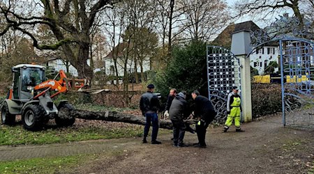Der Baumstamm wird künftig vor einem Gebäude des Focke-Museums ausgestellt. / Foto: Dieter Bischop/Landesarchäologie Bremen/dpa