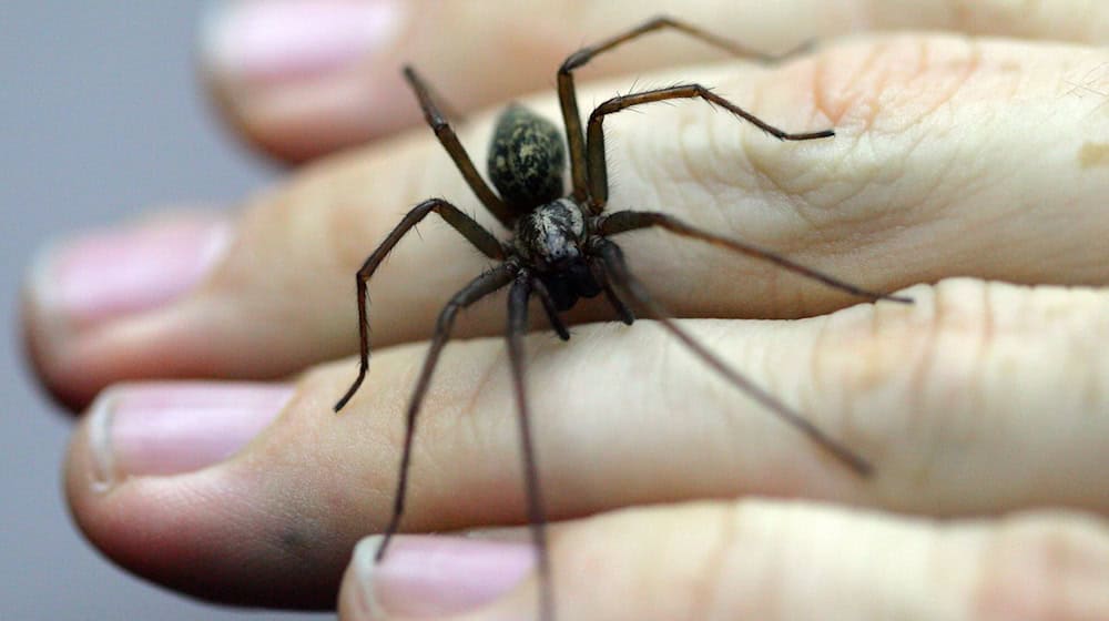 Eine Spinne hat vermutlich die Alarmanlage einer Firma in Bissendorf ausgelöst - die Polizei rückt an. (Symboild) / Foto: Uwe Anspach/dpa