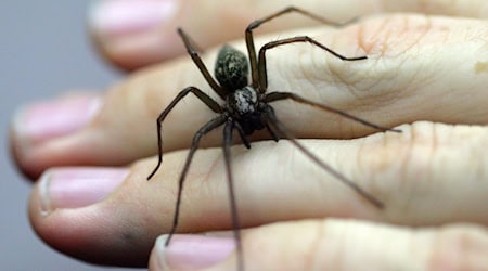 Eine Spinne hat vermutlich die Alarmanlage einer Firma in Bissendorf ausgelöst - die Polizei rückt an. (Symboild) / Foto: Uwe Anspach/dpa