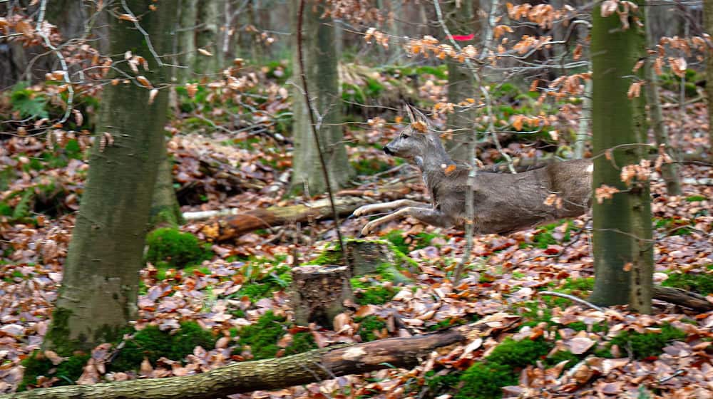 Mit großen Treibjagden werden die Wildbestände in den Wäldern gesenkt. (Archivbild) / Foto: Sina Schuldt/dpa
