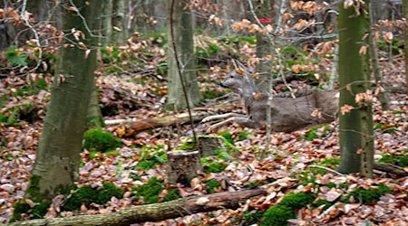 Mit großen Treibjagden werden die Wildbestände in den Wäldern gesenkt. (Archivbild) / Foto: Sina Schuldt/dpa
