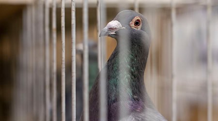 Hatte der Dieb keine Lust mehr, Porto zu zahlen? (Symbolbild) / Foto: David Inderlied/dpa