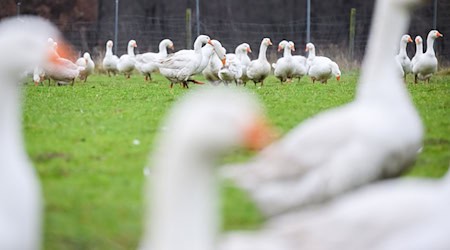 Die Auswirkungen der Vogelgrippe trübt die Stimmung der Gänsehalter vor Weihnachten ein. (Archivbild)   / Foto: Julian Stratenschulte/dpa