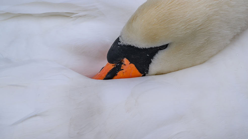 Hinweise auf einen Tierangriff gibt es laut Polizei nicht. (Symbolbild) / Foto: Patrick Pleul/dpa/ZB