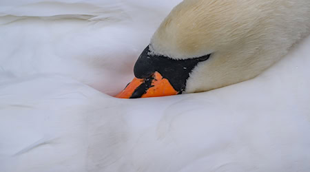 Hinweise auf einen Tierangriff gibt es laut Polizei nicht. (Symbolbild) / Foto: Patrick Pleul/dpa/ZB