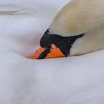 Hinweise auf einen Tierangriff gibt es laut Polizei nicht. (Symbolbild) / Foto: Patrick Pleul/dpa/ZB