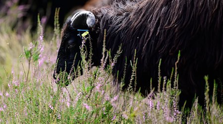 Die Lüneburger Heide ist die Weidelandschaft des Jahres 2026. / Foto: Philipp Schulze/dpa