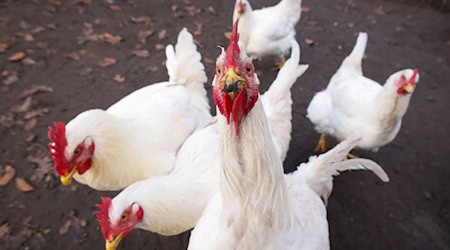 Ausgesetzte Masthühner sind in einem Wald erfroren. (Symbolbild) / Foto: Christian Charisius/dpa