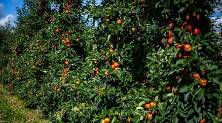 Reiches Apfeljahr im Alten Land - Preise niedrig