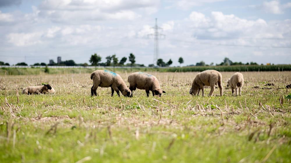 Rund 70 Schafe wurden von einer Weide gestohlen. (Archivbild) / Foto: Hauke-Christian Dittrich/dpa