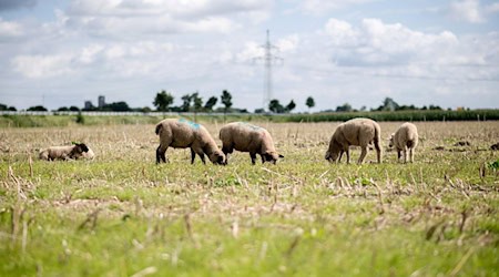 Rund 70 Schafe wurden von einer Weide gestohlen. (Archivbild) / Foto: Hauke-Christian Dittrich/dpa