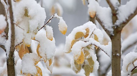 Ein paar Schneeflocken sollen im Harz rieseln. (Symbolbild) / Foto: Matthias Bein/dpa