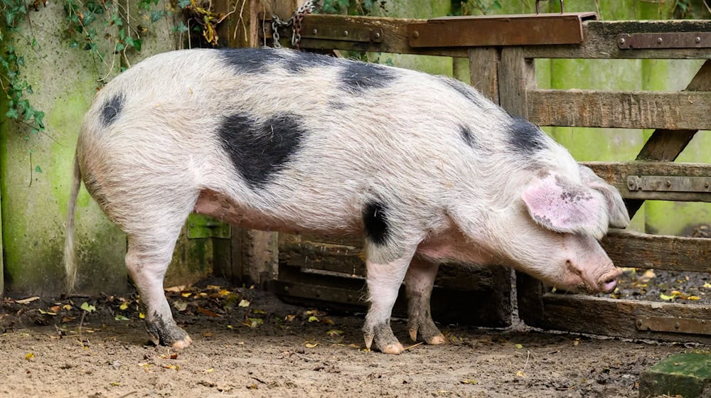 Das Schwein Wilma aus dem Zoo Hannover hat auf seiner rechten Seite einen herzförmigen Fleck. (Archivbild) / Foto: Julian Stratenschulte/dpa