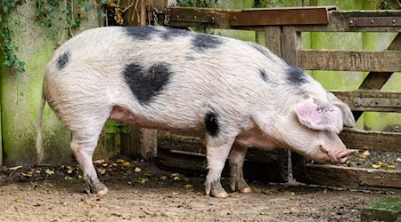 Das Schwein Wilma aus dem Zoo Hannover hat auf seiner rechten Seite einen herzförmigen Fleck. (Archivbild) / Foto: Julian Stratenschulte/dpa