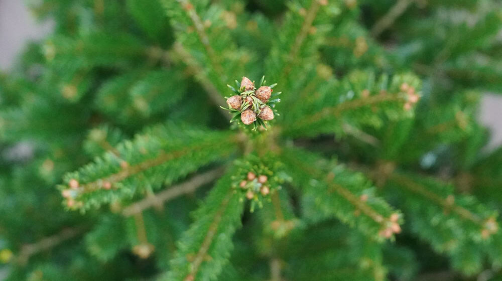 Mit einer Astschere beschädigten Unbekannte die Ware. (Illustration)  / Foto: Marcus Brandt/dpa