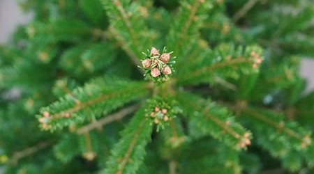 Mit einer Astschere beschädigten Unbekannte die Ware. (Illustration)  / Foto: Marcus Brandt/dpa