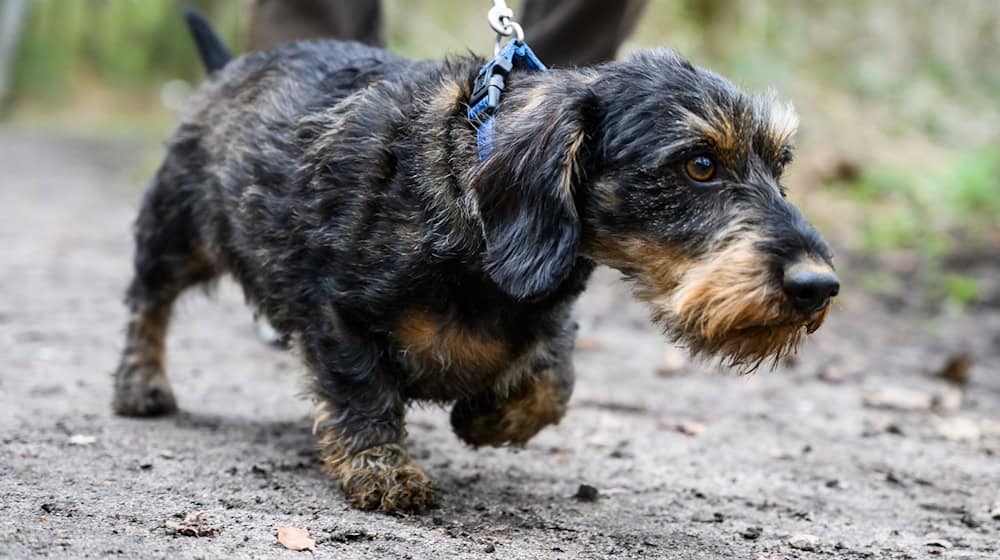 Die Polizei rät, Hunde an die Leine zu nehmen. (Symbolbild) / Foto: Christophe Gateau/dpa