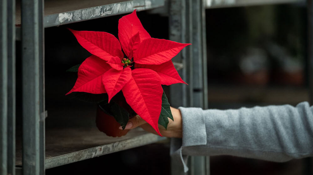 Obwohl die Produktion gesunken ist, steht der Weihnachtsstern weiter auf Platz eins der in Niedersachsen erzeugten Zimmerpflanzen. (Symbolbild) / Foto: Mohssen Assanimoghaddam/dpa